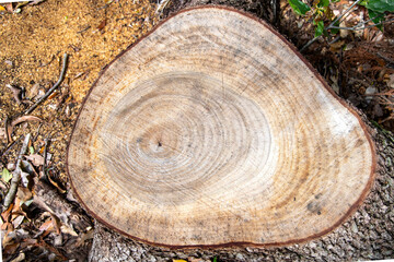 View from above of the remaining stump of a tree that has just been cut with visible the growth...