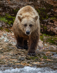 Brown bear fishing for salmon in Alaska