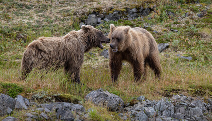 Obraz premium Brown bear fishing for salmon in Alaska