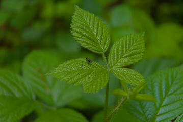 A tiny black fly rests on a lush green leaf, a sharp macro detail capturing nature's subtle, quiet...