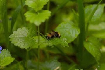 Two bees engage in an intimate natural moment on a vibrant green leaf, capturing a unique aspect of wildlife behavior.