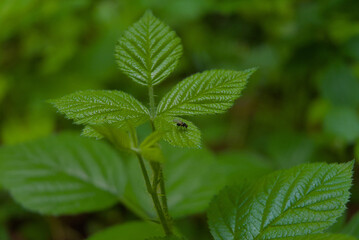 A tiny black fly rests on a lush green leaf, a sharp macro detail capturing nature's subtle, quiet moments.