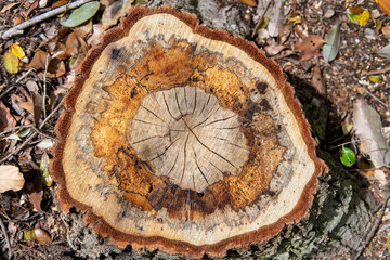 View from above of the remaining stump of a tree that has just been cut with visible the growth...