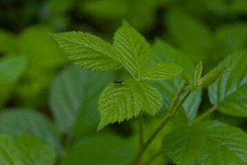 A tiny black fly rests on a lush green leaf, a sharp macro detail capturing nature's subtle, quiet...