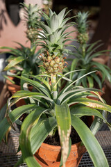 Plan d'ananas en pot
