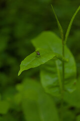 A tiny black fly rests on a lush green leaf, a sharp macro detail capturing nature's subtle, quiet moments.