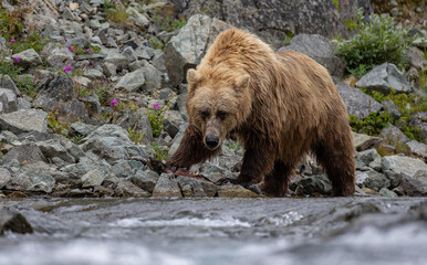 Brown bear fishing for salmon in Alaska