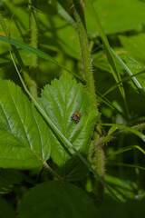 A small spider perches on a vibrant green leaf, a captivating close-up of hidden wildlife in its...