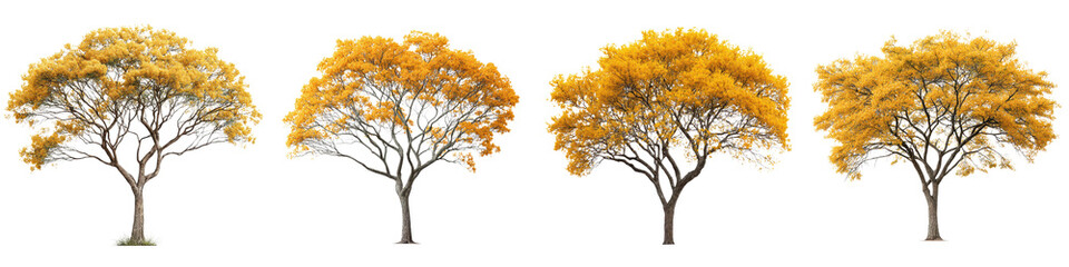 Beautiful golden trees in various stages of autumn foliage showcasing vibrant yellow leaves amidst a serene landscape, perfect for nature-themed projects and environmental concepts