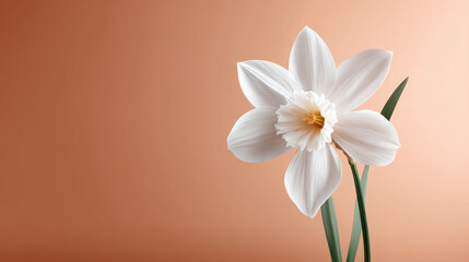 Obraz premium A single white daffodil with delicate petals, centered on a soft pastel peach background for a minimalist touch