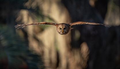 A barred owl in Florida 