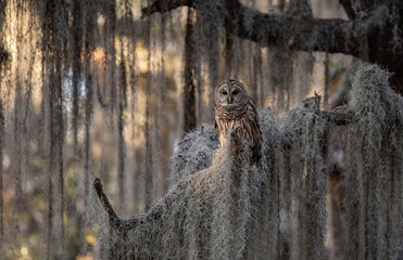 A barred owl in Florida 