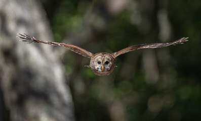 A barred owl in Florida 