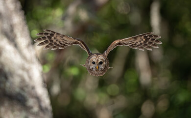 A barred owl in Florida 