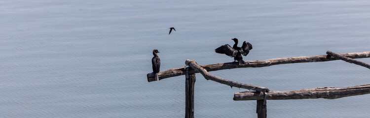 The pygmy cormorant (Microcarbo pygmaeus) is a member of the Phalacrocoracidae (cormorant) family of seabirds
