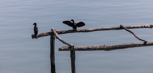 The pygmy cormorant (Microcarbo pygmaeus) is a member of the Phalacrocoracidae (cormorant) family of seabirds