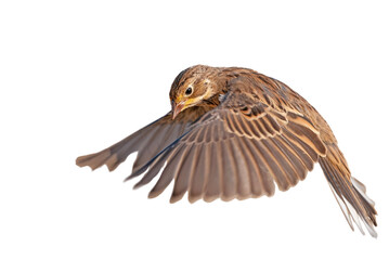 Small songbird with transparent wings, isolated on a transparent background, flying, png. Ortolan Bunting, Emberiza hortulana.