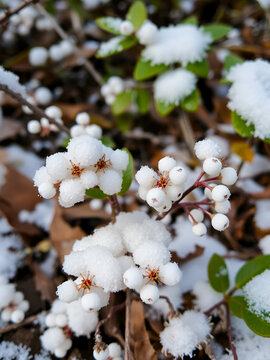Snowy forest floor with white baneberry Actaea Alba berries, berries, winter
