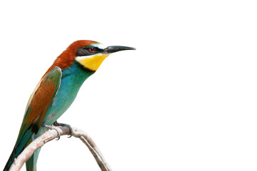 Colorful tropical bird in green and yellow perched on isolated branch on transparent background.	

