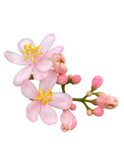 pink orchid isolated on white, leaf, flora, pink flowers, cultivated, impatiens, cultivar, closeup, botanical, realistic, pastel, greeting, happy, colorful, bouquet, love, present, seasonal, png