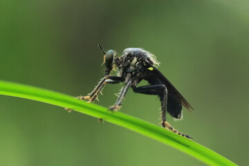 Robber fly ,The name 