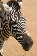Fototapeta premium Close-up of a zebra's face with striking black and white stripes, captured in natural daylight on a sandy terrain. The detail highlights the texture of its fur and the unique pattern of its coat.