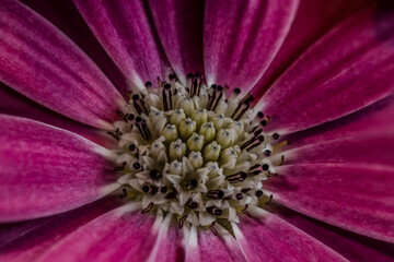 Macro of a flower