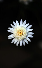 white daisy on black background