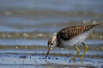 Wood sandpiper in the marsh