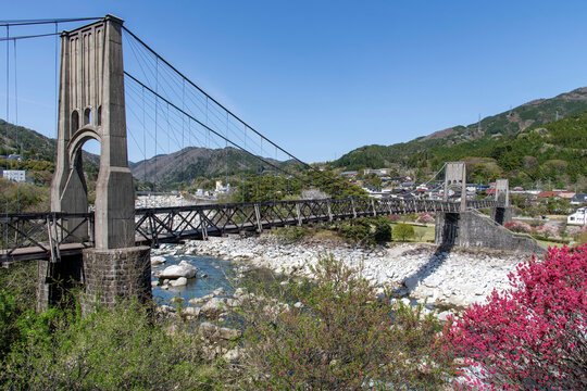 The Momosuke wooden suspension bridge spans the Kiso River in Yomikaki, Nagiso, Japan, with vibrant pink-purple blossoms in the foreground