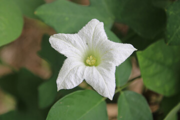 Close-Up of White Ivy Gourd Flower – Tropical Vine Bloom with Green Leaves