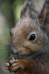 Obraz premium This is a cute squirrel in a forest in sunny spring day.
