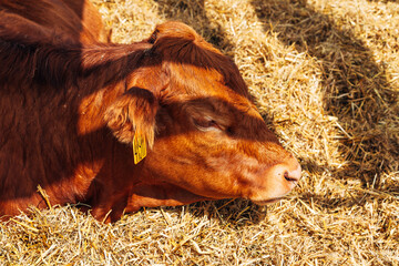 Cute brown calf lying on grass and sleeping.