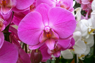 Pink Moth Orchids
