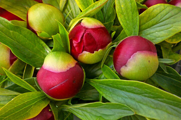 Peonies bouquet