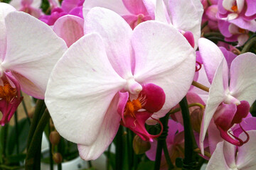 White and pink Moth Orchids