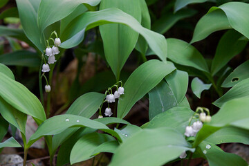Lily of the valley