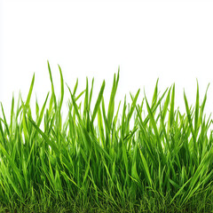 Fototapeta premium Fresh Green Grass Closeup Background , white background cut out PNG