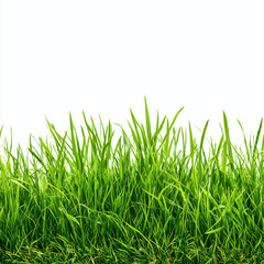 Fototapeta premium Fresh Green Grass Border , white background cut out PNG