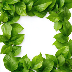 Fototapeta premium Fresh Green Leaves Frame Design , white background cut out PNG
