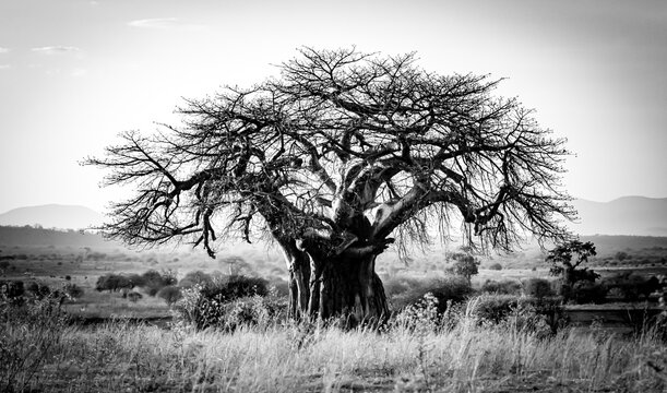 Wild animals living in acceptable freedom.