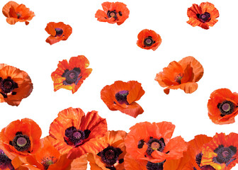 pattern of red poppies  on a transparent background