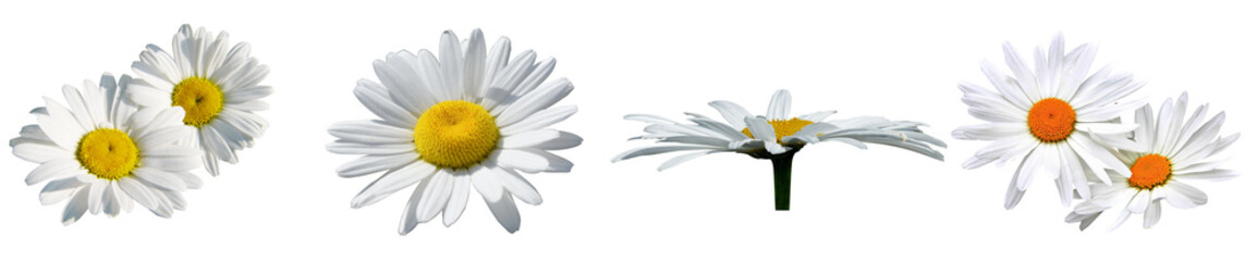 set of chamomile  with white petals on a white background, isolated.Close-up