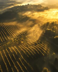 Aerial view of vineyards with morning mist and sunshine
