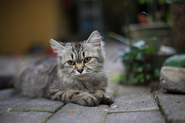 cat on the floor