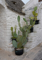Green cacti in pots on the steps, white stone walls in the background, Alberobello, Italy 