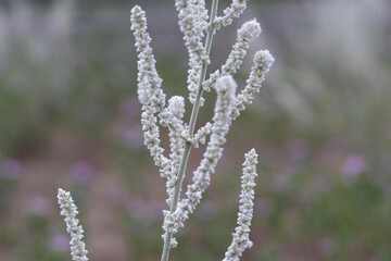 Aerva javanica, a beautiful desert cotton or kapok bush found in the dry field on the South tamil...