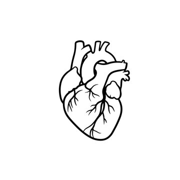 Real Heart Outline silhouette vector flat illustration design.