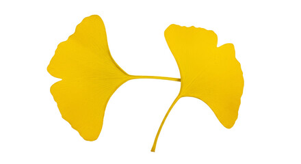 Naklejka premium Golden Ginkgo Leaves Isolated on White Background