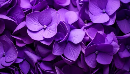 purple flowers background